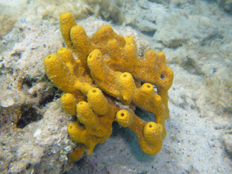 Porifera - Spugna