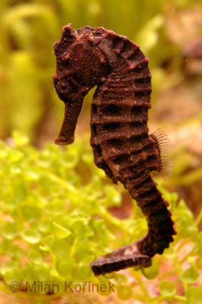 Hippocampus kuda cioccolato