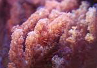 Coralli Molli