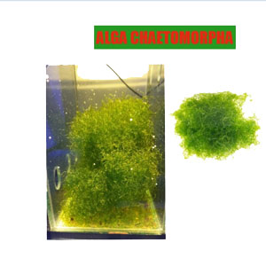 alga chaetomorpha