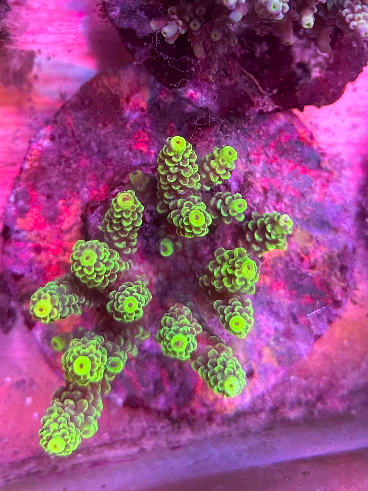 Acropora SP 26 - Coral Bay Srl