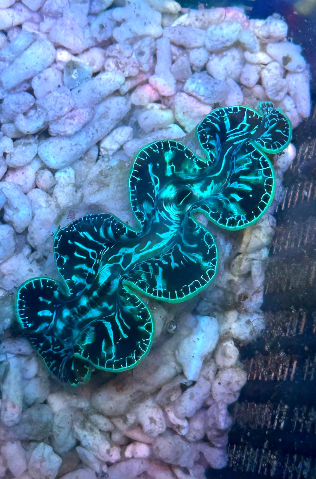 Tridacna maxima