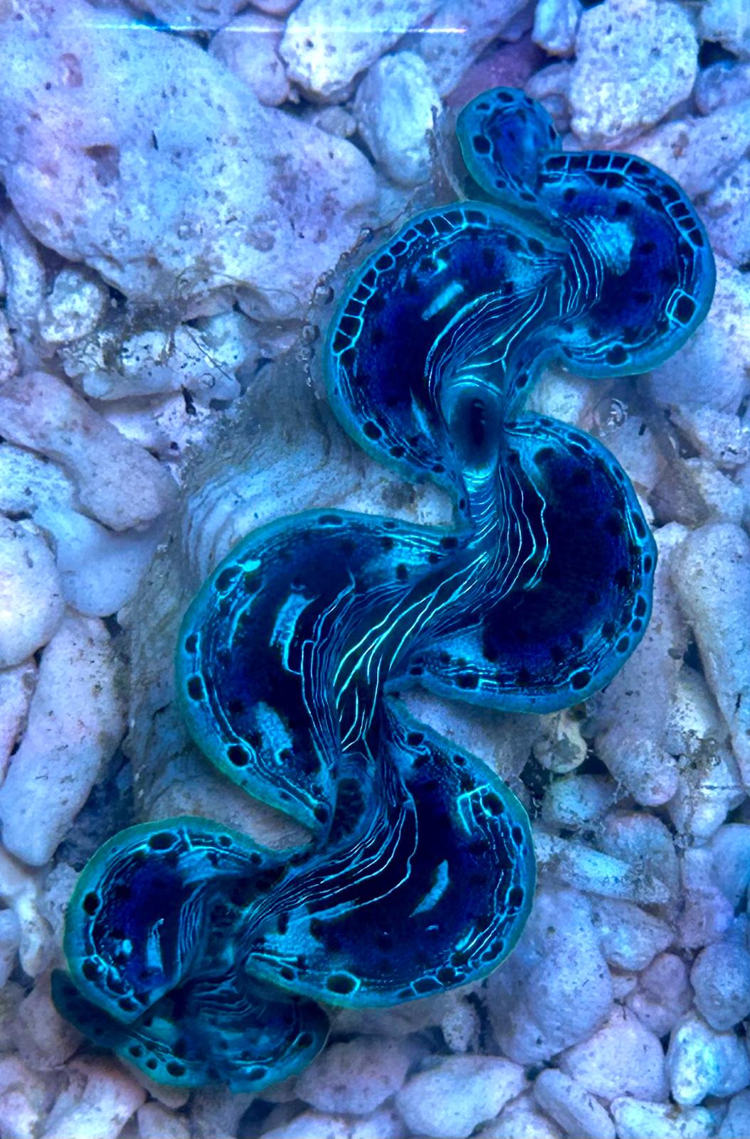 Tridacna maxima