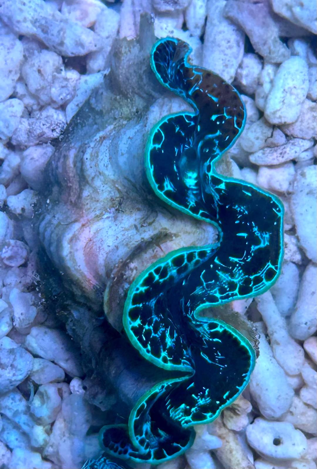 Tridacna maxima