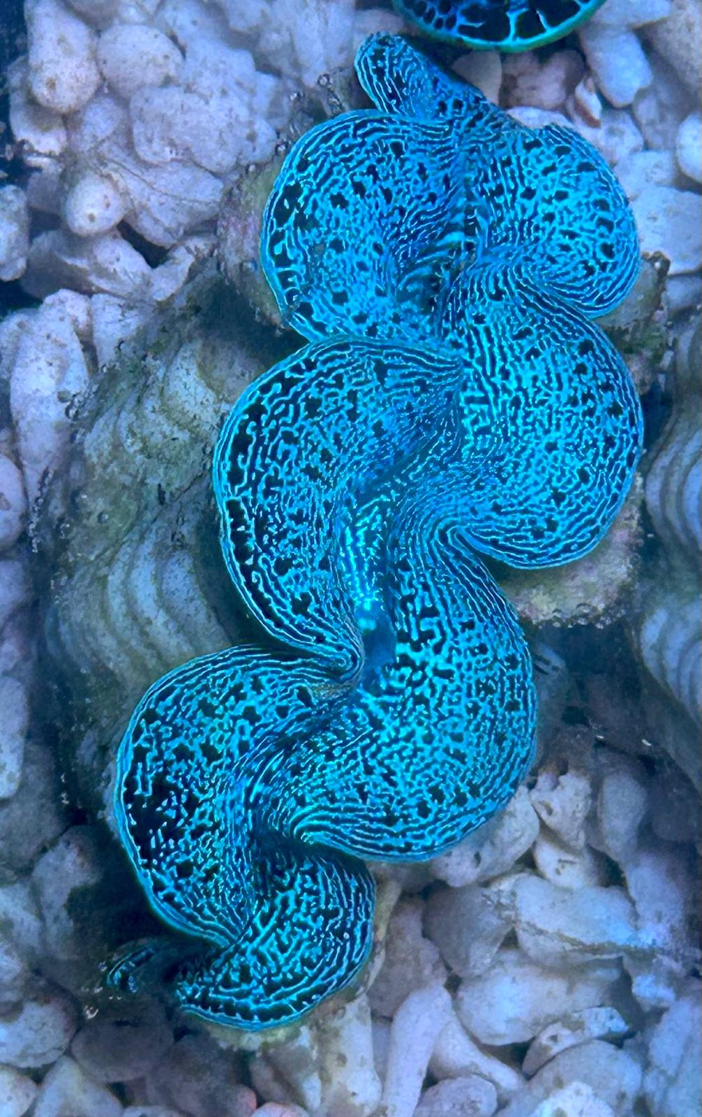 Tridacna maxima