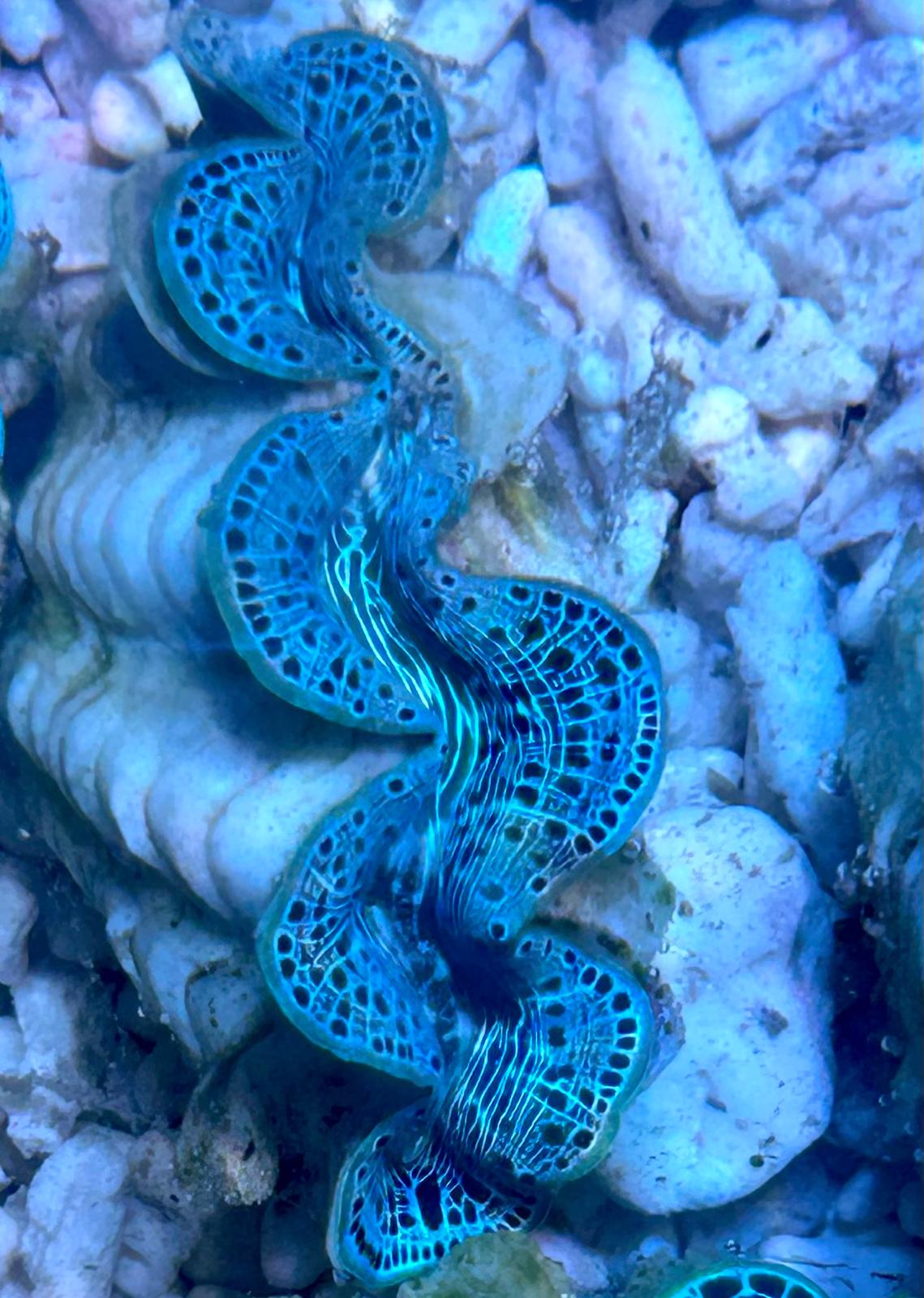 Tridacna maxima